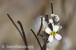 Alpen-Gänsekresse (Arabis alpina) (F171943)