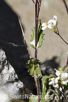 Alpen-Gänsekresse (Arabis alpina) (F171946)