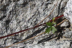Kriechende Berg-Nelkenwurz (Geum reptans) (F171975) Kriechende Berg-Nelkenwurz (Geum reptans) (F171975)