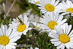 Gewöhnliche Langbauchschwebfliege (Sphaerophoria scripta) an Gewöhnlicher Alpenmargerite (Leucanthemopsis alpina) (F172019) Gewöhnliche Langbauchschwebfliege (Sphaerophoria scripta) an Gewöhnlicher Alpenmargerite (Leucanthemopsis alpina) (F172019)