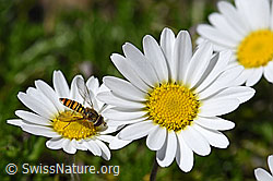 Hainschwebfliege (Episyrphus balteatus) auf Gewöhnlichen Alpenmargerite (Leucanthemopsis alpina) (F172022) Hainschwebfliege (Episyrphus balteatus) auf Gewöhnlichen Alpenmargerite (Leucanthemopsis alpina) (F172022)