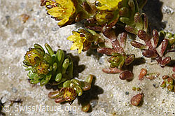Alpen-Mauerpfeffer (Sedum alpestre) (07.2020, F172024)