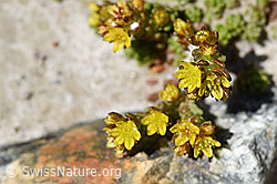 Alpen-Mauerpfeffer (Sedum alpestre) (07.2020, F172028)