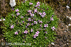 Kalk-Polsternelke (Silene acaulis) (07.2020, F172030)