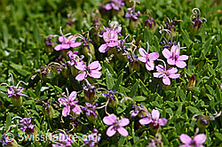 Kalk-Polsternelke (Silene acaulis) (07.2020, F172031)