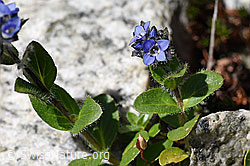 Alpen-Ehrenpreis (Veronica alpina) (F172040)
