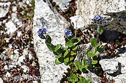 Alpen-Ehrenpreis (Veronica alpina) (F172041)