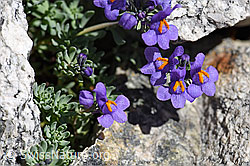 Alpen-Leinkraut (Linaria alpina) (07.2020, F172043)