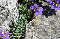 Alpen-Leinkraut (Linaria alpina) (07.2020, F172044)