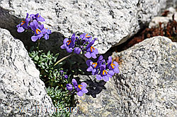 Alpen-Leinkraut (Linaria alpina) (07.2020, F172046)