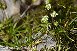 Alpen-Mastkraut (Sagina saginoides) (07.2020, F172053)