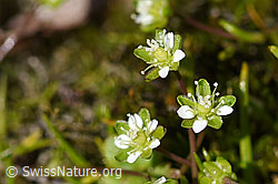 Alpen-Mastkraut (Sagina saginoides) (07.2020, F172054)