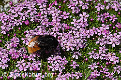 Bergwald-Hummel (Bombus wurflenii) auf Blume (07.2020, F172068)