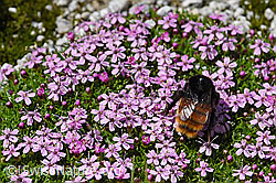 Bergwald-Hummel (Bombus wurflenii) (07.2020, F172070)