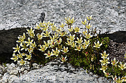 Moosartiger Steinbrech (Saxifraga bryoides) (F172081) Moosartiger Steinbrech (Saxifraga bryoides) (F172081)