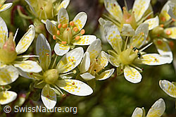 Moosartiger Steinbrech (Saxifraga bryoides) (F172083) Moosartiger Steinbrech (Saxifraga bryoides) (F172083)
