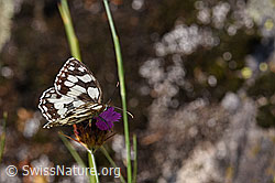 Schachbrett (Melanargia galathea) auf Kartäuser-Nelke (Dianthus carthusianorum) (F172668)