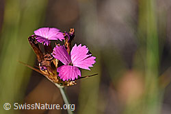 Gewöhnliche Kartäuser-Nelke (Dianthus carthusianorum) blühend (F172671)