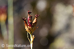 Gewöhnliche Kartäuser-Nelke (Dianthus carthusianorum) verblüht (F172672)