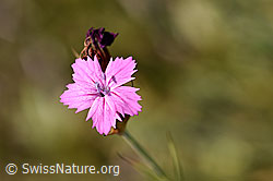Gewöhnliche Kartäuser-Nelke (Dianthus carthusianorum) (F172674)