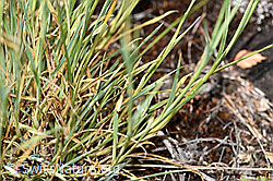 Gewöhnliche Kartäuser-Nelke (Dianthus carthusianorum) (F172676)
