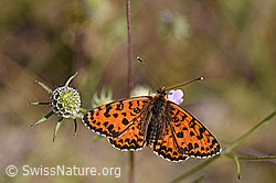 Melitaea didyma on Scabiosa columbaria. (F172685) Melitaea didyma on Scabiosa columbaria. (F172685)