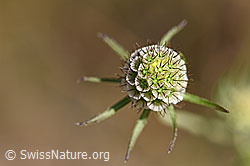 Gemeine Skabiose (Scabiosa columbaria) (02.08.2020, F172688)