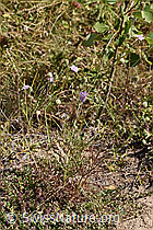 Gemeine Skabiose (Scabiosa columbaria) (02.08.2020, F172692)