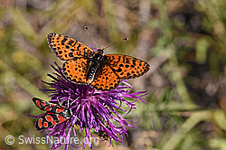 Roter Scheckenfalter (Melitaea didyma) auf Skabiosen-Flockenblume (Centaurea scabiosa) (F172694)