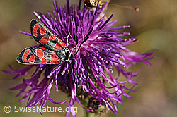 Esparsetten-Widderchen (Zygaena carniolica) an Skabiosen-Flockenblume (Centaurea scabiosa) (02.08.2020, F172695)