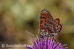 Roter Scheckenfalter (Melitaea didyma) auf Skabiosen-Flockenblume (Centaurea scabiosa) (02.08.2020, F172699)