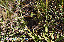 Skabiosen-Flockenblume (Centaurea scabiosa) (02.08.2020, F172702)