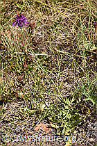 Skabiosen-Flockenblume (Centaurea scabiosa) (02.08.2020, F172704)