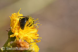 Stumpfzähnige Zottelbiene (Panurgus calcaratus) auf Blüte (02.08.2020, F172705)