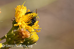Stumpfzähnige Zottelbiene (Panurgus calcaratus) auf Blüte (02.08.2020, F172706)