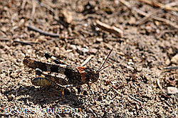 Oedipoda caerulescens (F172717)