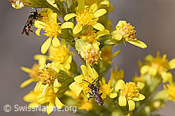 Gelbfleckige Wespenbiene (Nomada flavoguttata) an Echte Goldrute (Solidago virgaurea ssp. virgaurea) (F172747) Gelbfleckige Wespenbiene (Nomada flavoguttata) an Echte Goldrute (Solidago virgaurea ssp. virgaurea) (F172747)