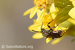 Gelbfleckige Wespenbiene (Nomada flavoguttata) an Echte Goldrute (Solidago virgaurea ssp. virgaurea) (F172751) Gelbfleckige Wespenbiene (Nomada flavoguttata) an Echte Goldrute (Solidago virgaurea ssp. virgaurea) (F172751)