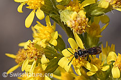 Echte Goldrute (Solidago virgaurea ssp. virgaurea)