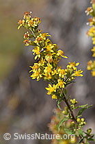 Echte Goldrute (Solidago virgaurea ssp. virgaurea) (02.08.2020, F172754)