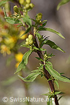 Solidago virgaurea ssp. virgaurea (F172755)