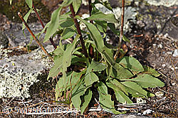 Echte Goldrute (Solidago virgaurea ssp. virgaurea) (02.08.2020, F172757)