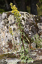 Echte Goldrute (Solidago virgaurea ssp. virgaurea) (02.08.2020, F172758)