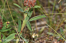 Trifolium rubens (F172764)