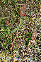 Trifolium rubens (F172766)