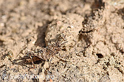 Blauflügelige Ödlandschrecke (Oedipoda caerulescens) (F172771)