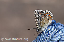 Hauhechelbläuling (Polyommatus icarus) (02.08.2020, F172775)