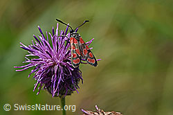 Zygaena carniolica on Centaurea scabiosa (F172794) Zygaena carniolica on Centaurea scabiosa (F172794)