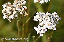 Gemeine Schafgarbe (Achillea millefolium) (02.08.2020, F172816)