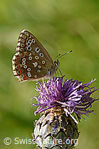 Himmelblauer Bläuling (Polyommatus bellargus)
